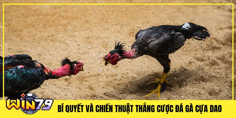 Bí Quyết và Chiến Thuật Thắng Cược Đá Gà Cựa Dao