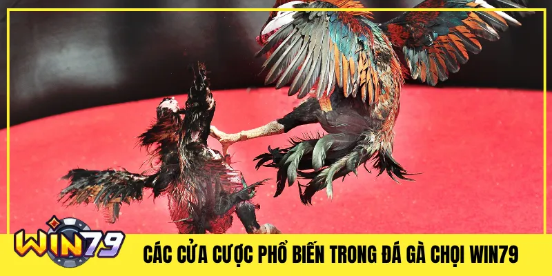 Các Cửa Cược Phổ Biến Trong Đá Gà Chọi Win79
