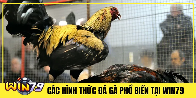Các Hình Thức Đá Gà Phổ Biến Tại Win79