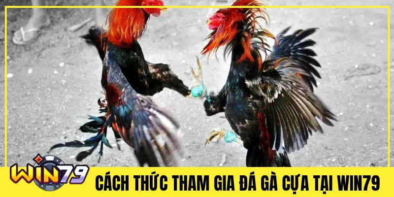 Cách Thức Tham Gia Đá Gà Cựa Tại Win79