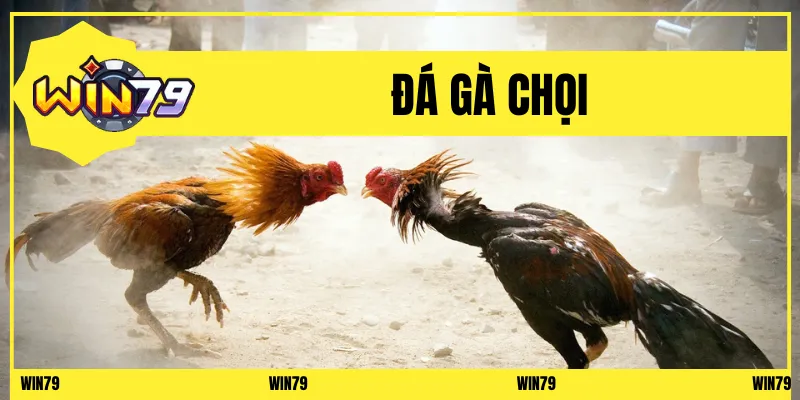Đá gà chọi