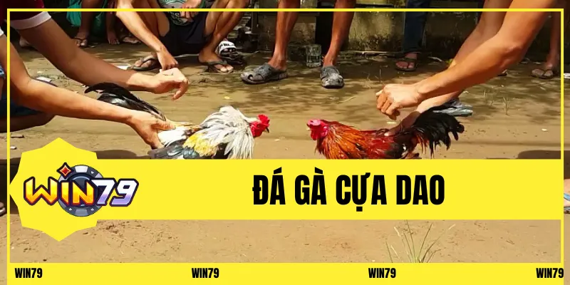 Đá gà cựa dao