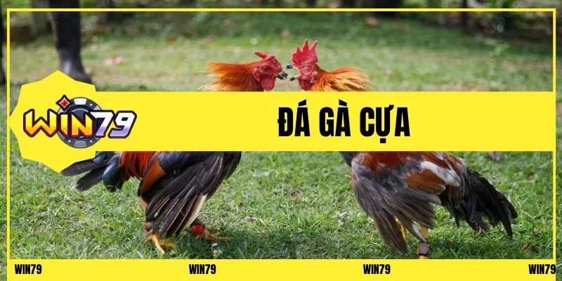 Đá gà cựa