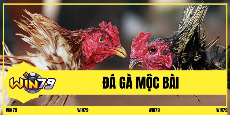 Đá Gà Mộc Bài