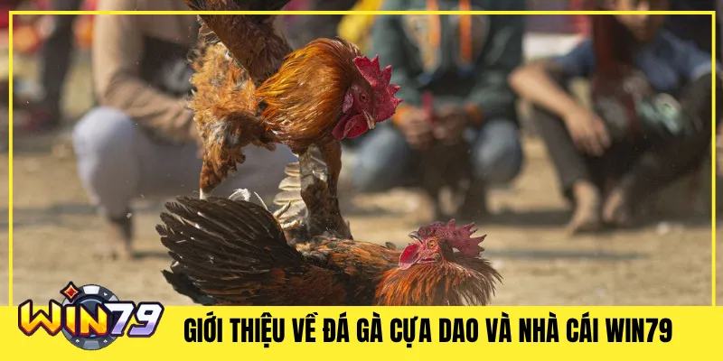Giới Thiệu Về Đá Gà Cựa Dao và Nhà Cái Win79