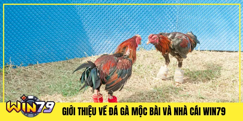 Giới Thiệu Về Đá Gà Mộc Bài Và Nhà Cái Win79
