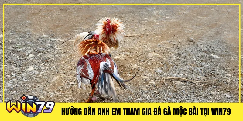 Hướng Dẫn Anh Em Tham Gia Đá Gà Mộc Bài Tại Win79