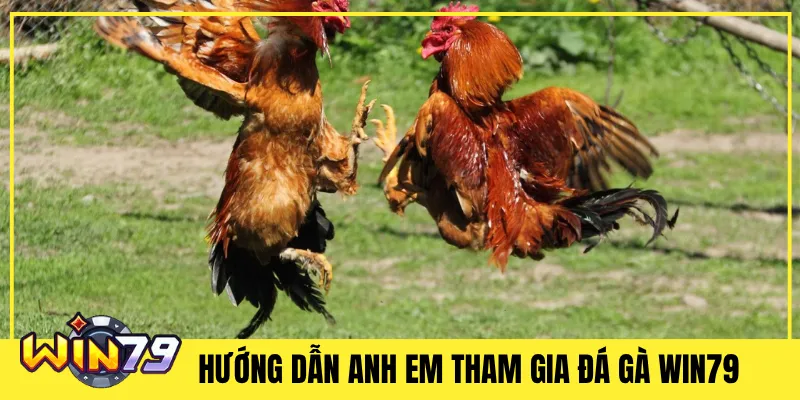 Hướng Dẫn Anh Em Tham Gia Đá Gà Win79