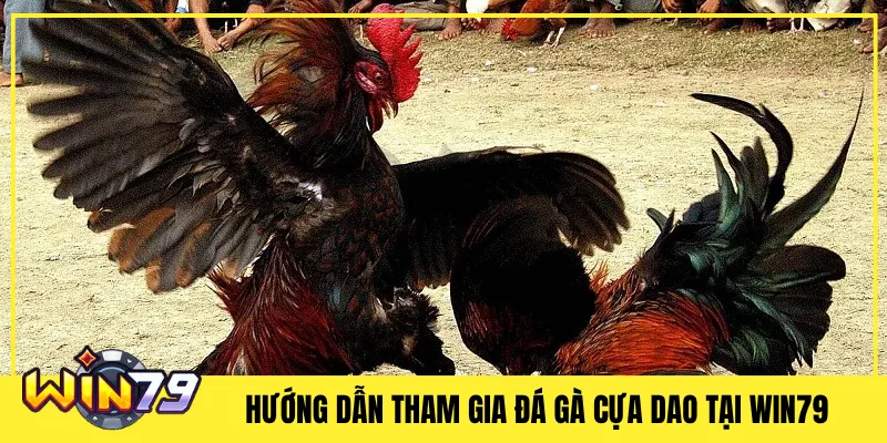 Hướng Dẫn Tham Gia Đá Gà Cựa Dao Tại Win79