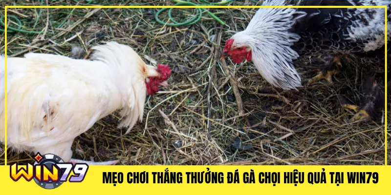 Mẹo Chơi Thắng Thưởng Đá Gà Chọi Hiệu Quả Tại Win79