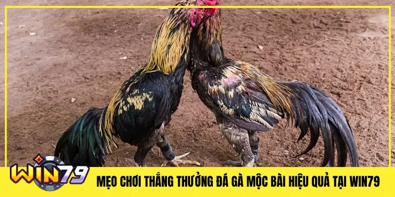 Mẹo Chơi Thắng Thưởng Đá Gà Mộc Bài Hiệu Quả Tại Win79