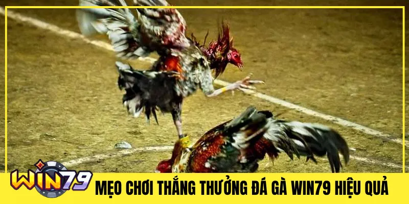 Mẹo Chơi Thắng Thưởng Đá Gà Win79 Hiệu Quả