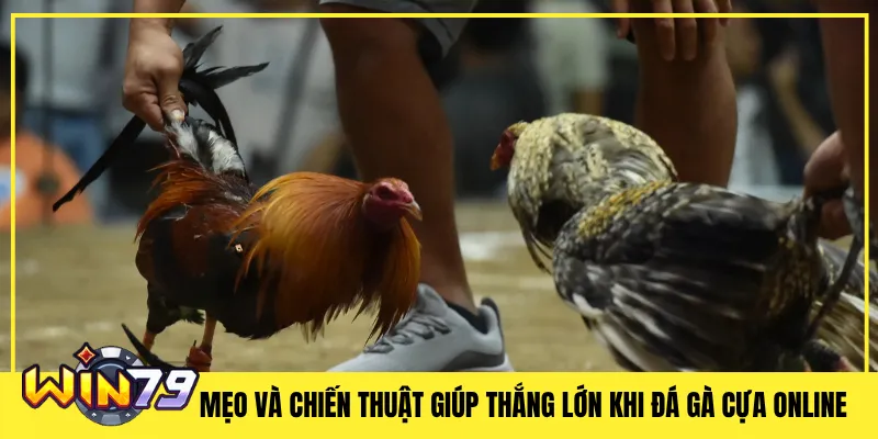 Mẹo và Chiến Thuật Giúp Thắng Lớn Khi Đá Gà Cựa Online