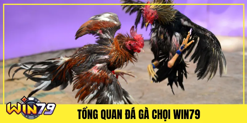 Tổng Quan Đá Gà Chọi Win79