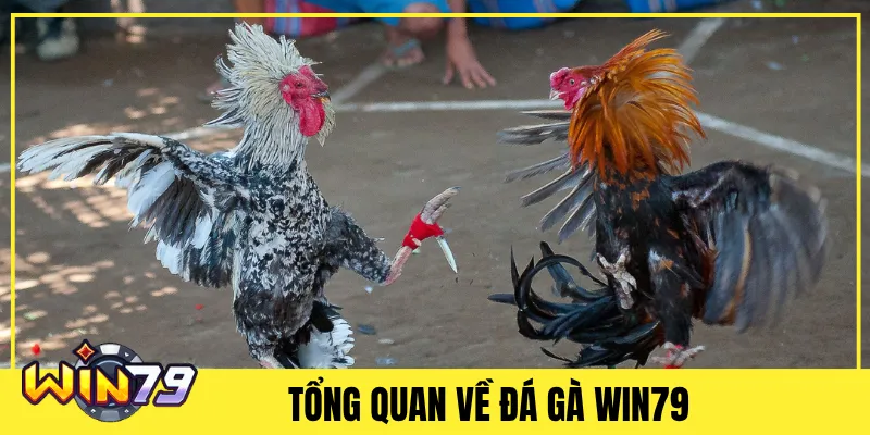 Tổng Quan Về Đá Gà Win79