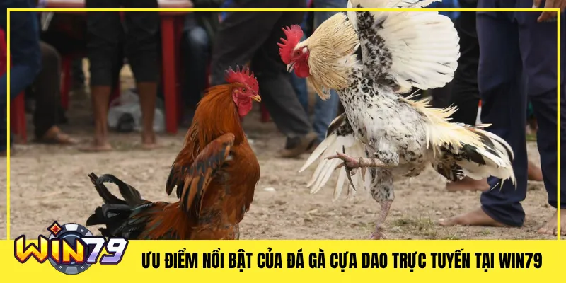 Ưu Điểm Nổi Bật Của Đá Gà Cựa Dao Trực Tuyến Tại Win79