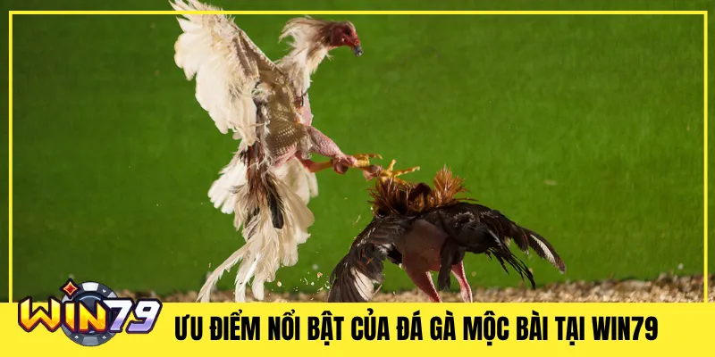 Ưu Điểm Nổi Bật Của Đá Gà Mộc Bài Tại Win79