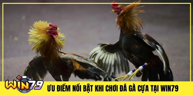 Ưu Điểm Nổi Bật Khi Chơi Đá Gà Cựa Tại Win79