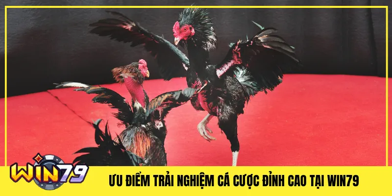 Ưu điểm Trải Nghiệm Cá Cược Đỉnh Cao Tại Win79